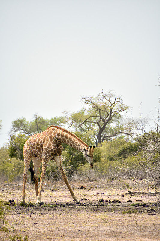 Sabi Sands野生动物保护区的长颈鹿